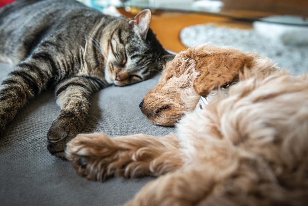 Simmons Trace is pet friendly